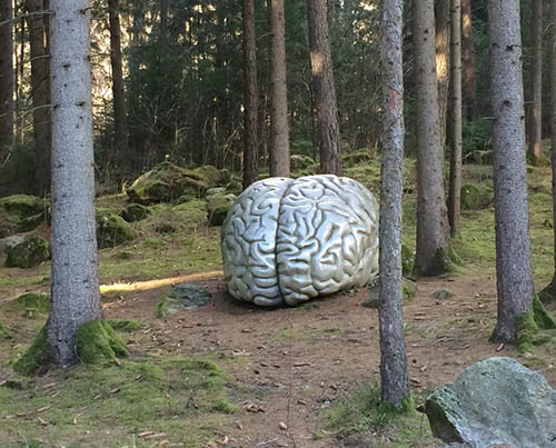 brain in forest photo